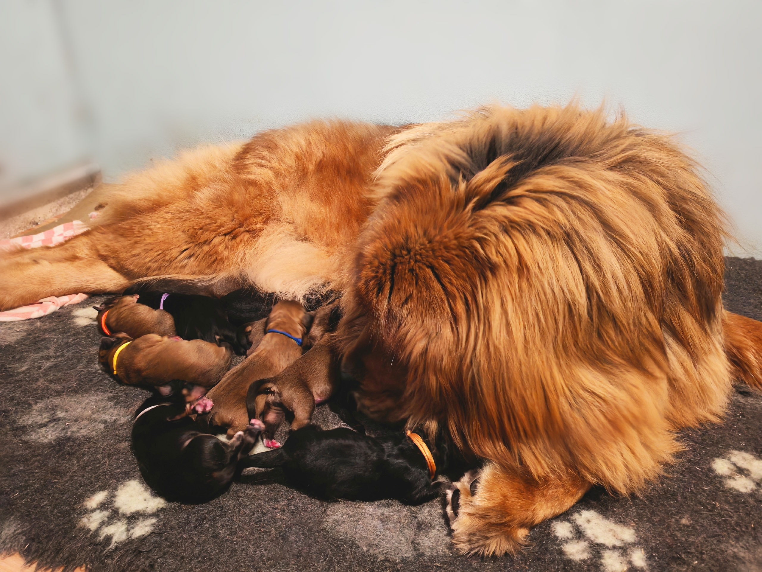 Щенки от Барса и Конфеты