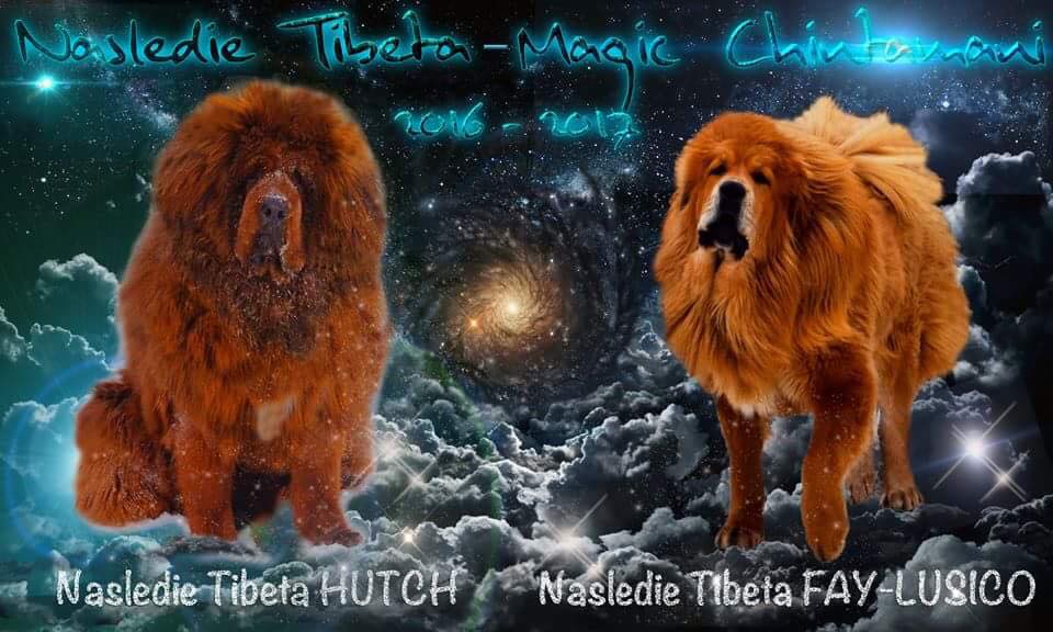 Тибетский мастиф вязка