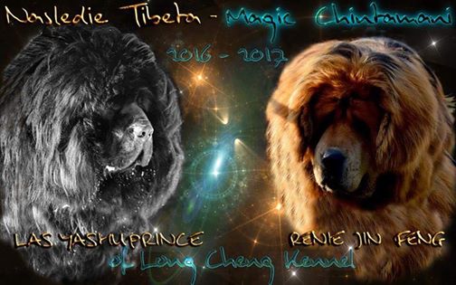 Тибетский мастиф вязка