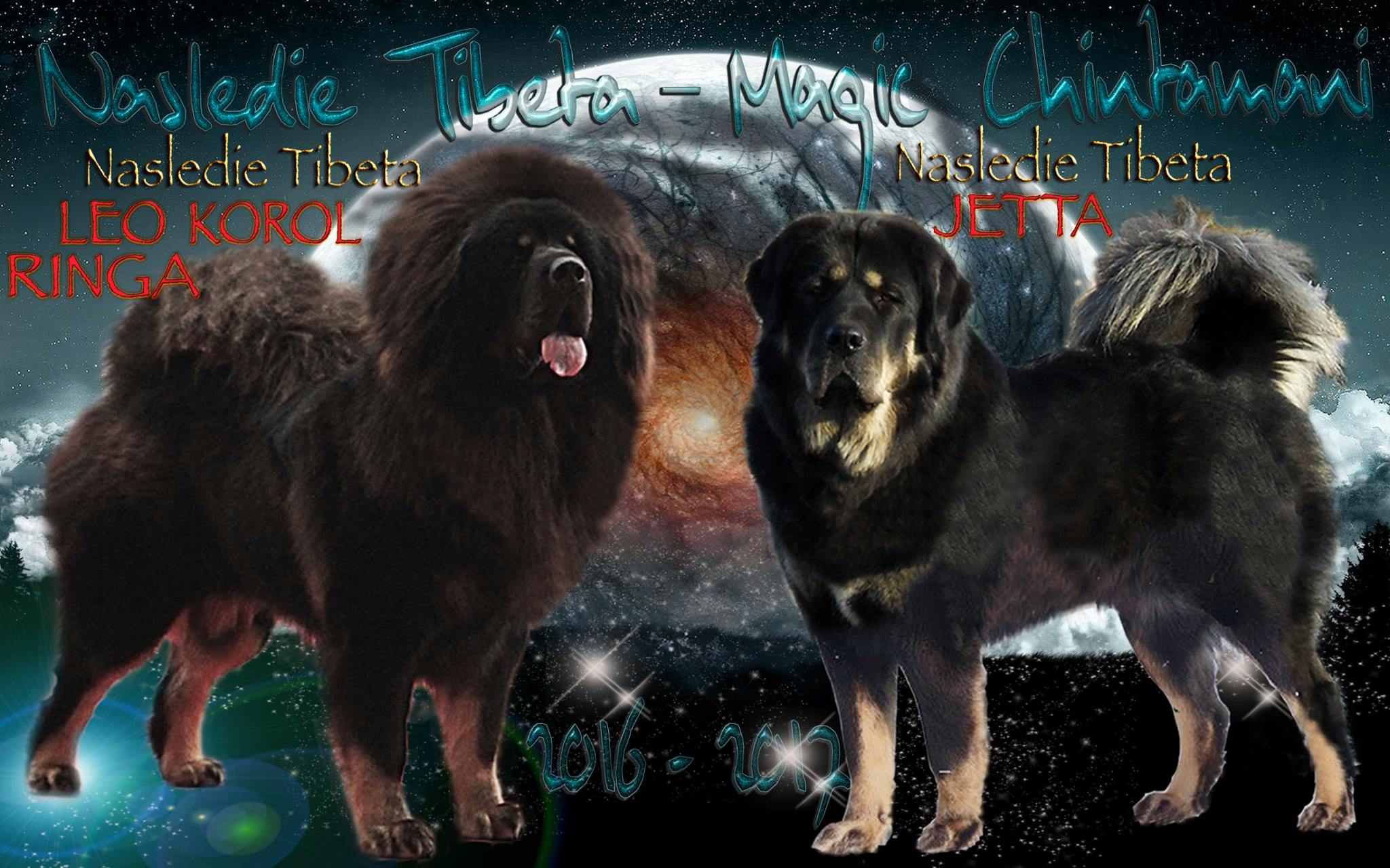 Тибетский мастиф вязка