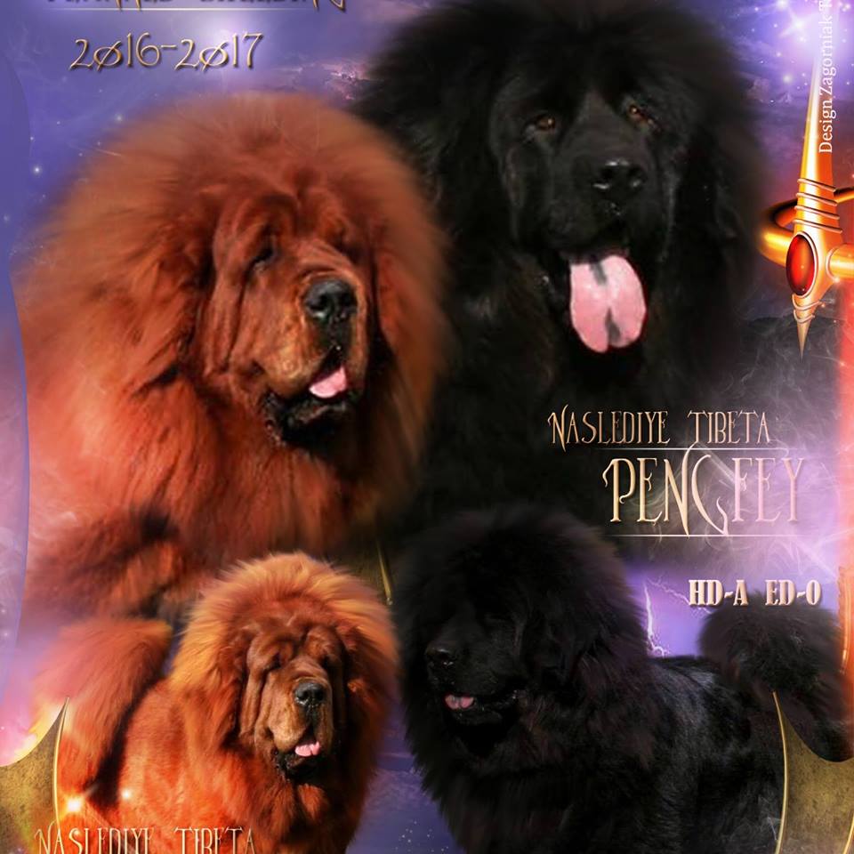 Тибетский мастиф вязка