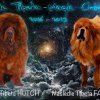Наши щенки - Помет Е - NASLEDIE TIBETA FAY-LUSICO х  NASLEDIE TIBETA HUTCH - 2016