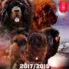 Наши щенки - Помет Т - LONG CHENG WECO HALLA х NASLEDIE TIBETA ELFIYA - 2017