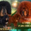 Наши щенки - Помет К - SATO HONG WANG OF LONG CHENG KENNEL х TSEEPO THERIA-HERA - 2016