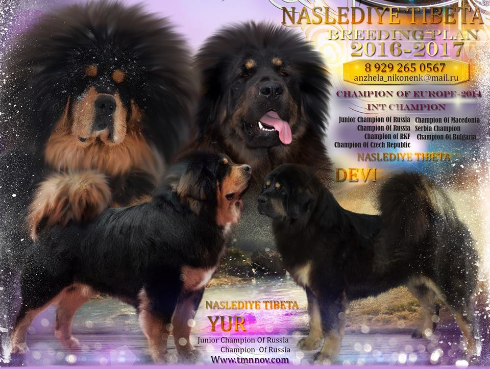 Тибетский мастиф вязка