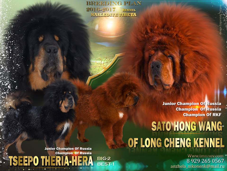 Тибетский мастиф вязка