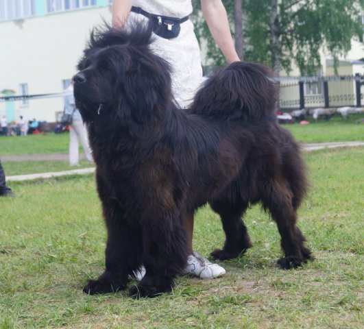 Mali Blackprincess