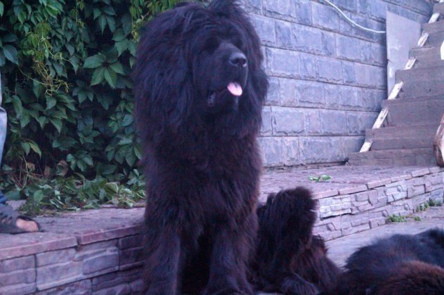 Mali Blackprincess
