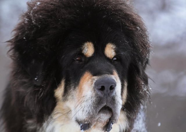 Семен