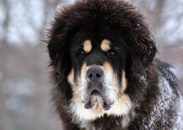 Семен