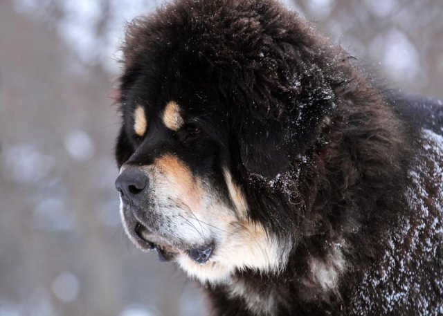 Семен