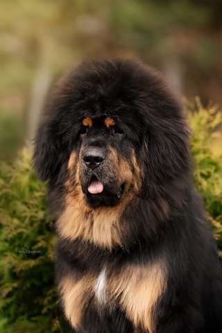 Ваня