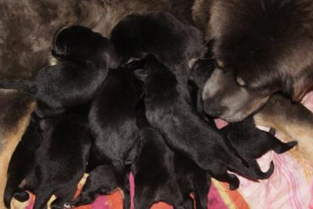 щенки тибетского мастифа