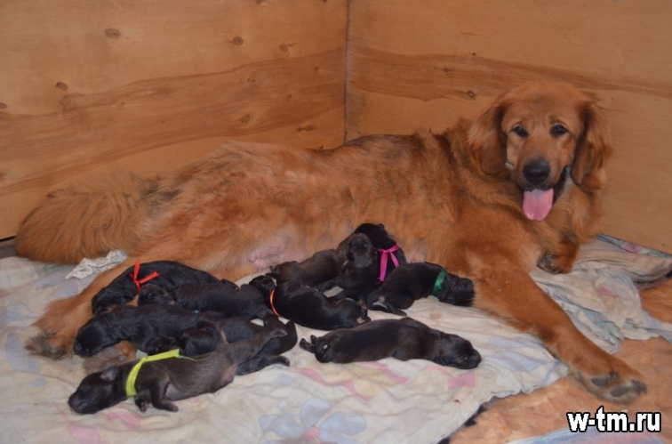 щенки тибетского мастифа