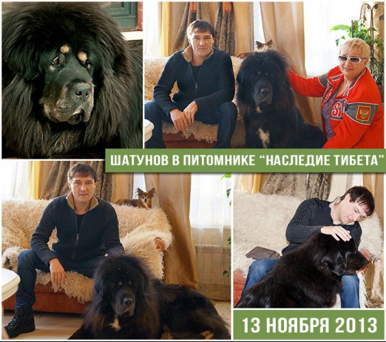 питомник тибетский мастиф