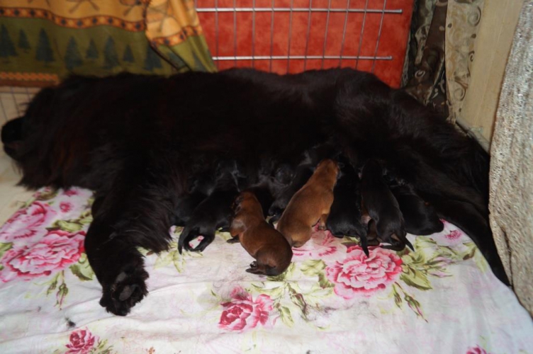 щенки тибетского мастифа фото