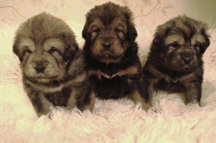 щенки золотой тибетский мастиф