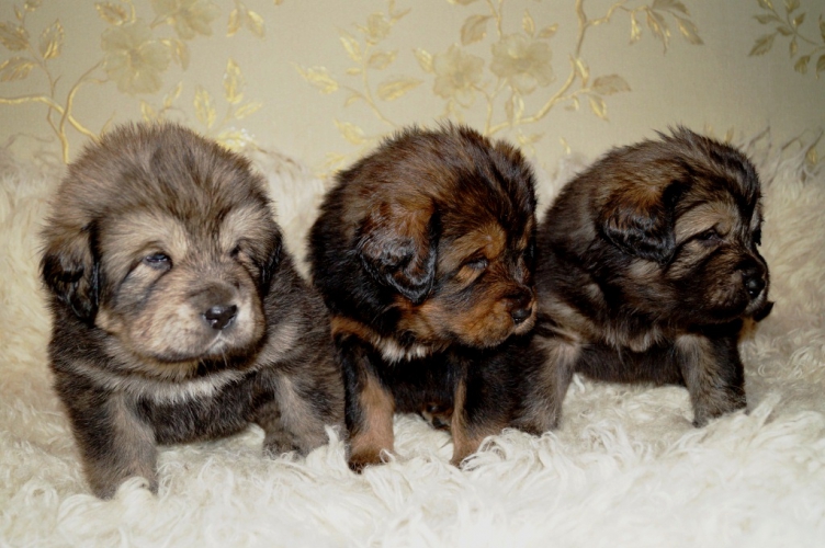 щенки золотой тибетский мастиф