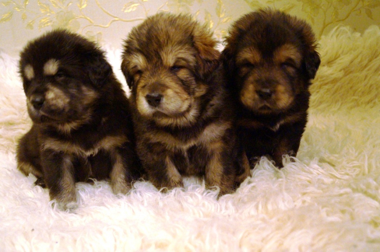 щенки золотой тибетский мастиф