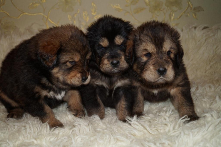 щенки золотой тибетский мастиф