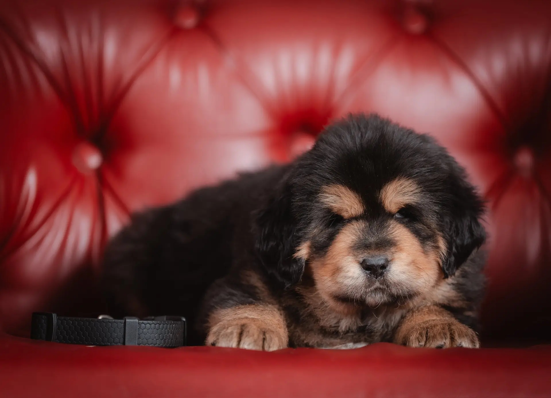 Свободные малыши от Балу и Розы