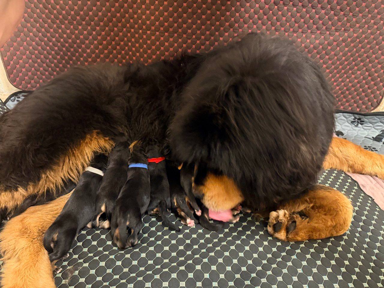 Щенки от Розы и Балу