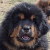 Щенки от пары Ерик х Конфета