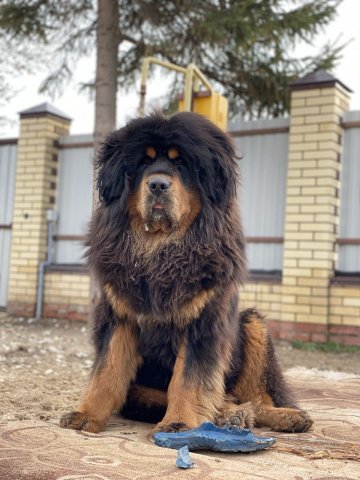 Наследие Тибета Фреда
