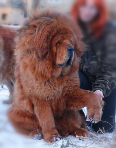 Гайса Лита