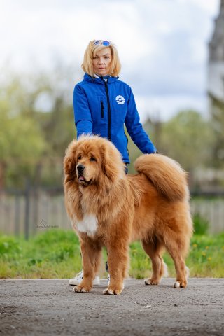 Булка
