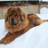 Конфета